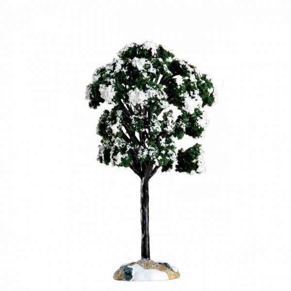 Balsam Fir Tree, medium