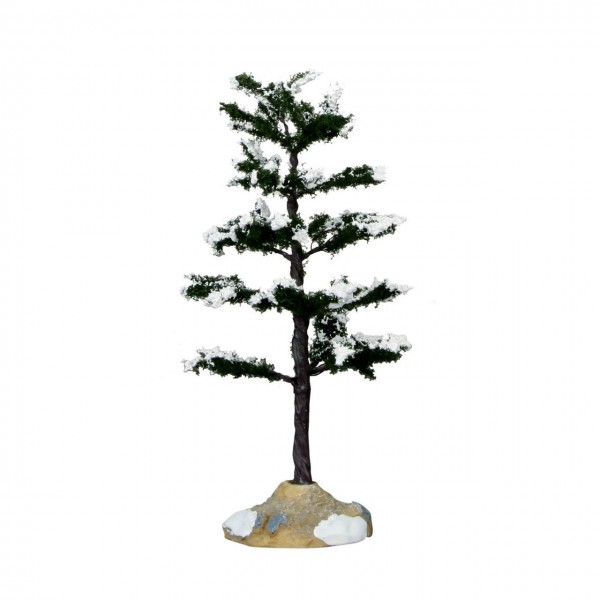 conifer tree, moyen